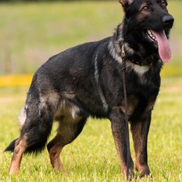 German Shepherds from Patricia's German Shepherds