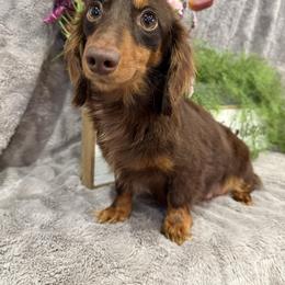Mocha - Dachshund