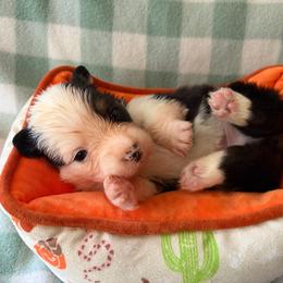 2 - Black and tan male Pembroke Welsh Corgi puppy in Boyd, Texas from Barker's Corgis