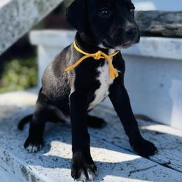 Gold Dalmador male - White and black male Dalmatian puppy in Westhoff, Texas from Smart Dalmatians