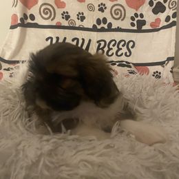 Marco - Brindle and white male Shih Tzu puppy in Blackwood, New Jersey from Ju Ju Bee Shih Tzus
