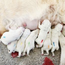 Pick 1 - Light golden male Golden Retriever puppy in Deer Lodge, Tennessee from SelahGold