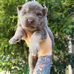 Izzy tan female - Isabella female German Shepherd puppy in California from Singleton Shepherds