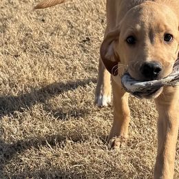 Labrador Retrievers from J&G Consulting