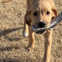 Labrador Retrievers from J&G Consulting