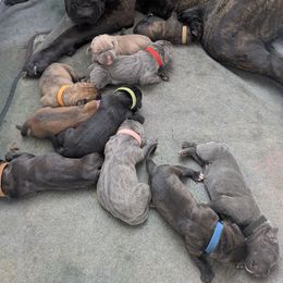 Black collar - Gray brindle female Cane Corso puppy in Franktown, Colorado from Earth and Ship Cane Corso