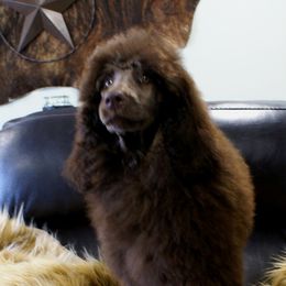 Poodle Puppies from Waggin Tails Poodles