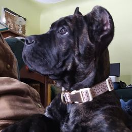 Cheyenne - Black brindle female Cane Corso puppy in Grandville, Michigan from Platinum Ranch Cane Corsos