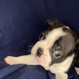 Boston Terrier Puppies from The Gentlemen Breed