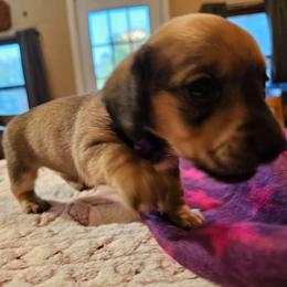 Purple - Wild boar and cream female Dachshund puppy in Colony, Kansas from Randal'sDachshunds