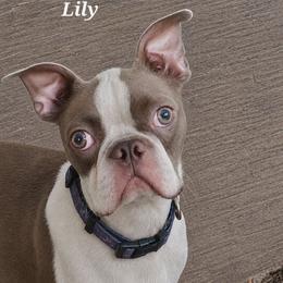 Lilly - Boston Terrier