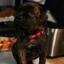 Fat man scoop - Black brindle male Cane Corso puppy in Bristol, Connecticut from Family Corso Kennels