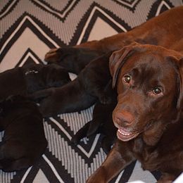 Labrador Retriever All Grown Up from Chrismill Labradors