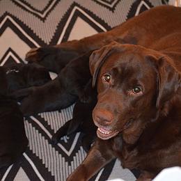 Labrador Retriever All Grown Up from Chrismill Labradors
