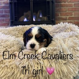 Cavalier King Charles Spaniel Puppies from Elm Creek Cavaliers