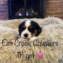 Cavalier King Charles Spaniel Puppies from Elm Creek Cavaliers