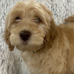 Boy 5 - Caramel Australian Labradoodle puppy in Peoria, Arizona from Kalolabradoodles