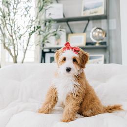 Dolly - Red female Bernedoodle puppy in Murray, Utah from Sun Valley Doodles