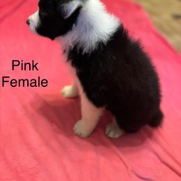Border Collie Puppies from Ransom Ridge Border Collies