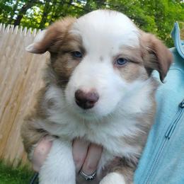 Carter - Sable male Border Collie puppy in Chester, Vermont from Countryside Border Collies