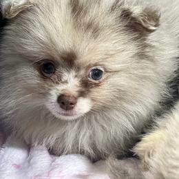 Cinnamon - Chocolate merle female Pomeranian puppy in Brentwood, California from Royalpawpoms