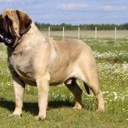 Mastiff All Grown Up from Sylvan Mastiffs