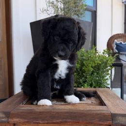 Grace - Black and white female Bernedoodle puppy in Yuba City, California from Ranch House Doodles