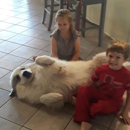 Great Pyrenees from Guardenia Great Pyrenees