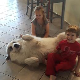 Great Pyrenees from Guardenia Great Pyrenees