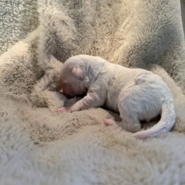 Toby - White male Bichon Frise puppy in Vancouver, Washington from Badook Bichons