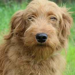 Goldendoodles from Mustard Seed Ranch Goldendoodles