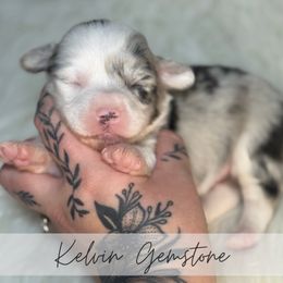Kelvin Gemstone - Blue merle and white male American Corgi puppy in Greenwood, Indiana from Witch Creek Corgis