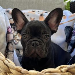 French Bulldogs from Fabulous Frenchies of Biscayne