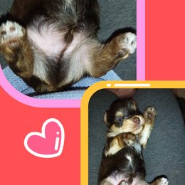 Yorkshire Terrier Puppies from York County Yorkies