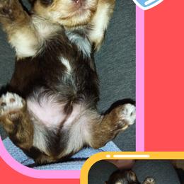 Yorkshire Terrier Puppies from York County Yorkies