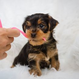 Yorkshire Terrier Puppies from Sharon Gellerman's Yorkshire Terriers