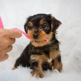 Yorkshire Terrier Puppies from Sharon Gellerman's Yorkshire Terriers