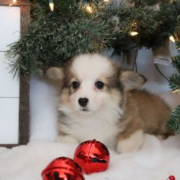 Sadie - Sable female Pembroke Welsh Corgi puppy in St. Charles, Iowa from Kim Boyle's Pembroke Welsh Corgis
