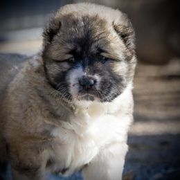 Caucasian Shepherd Dog Puppies from Sila V Krovi