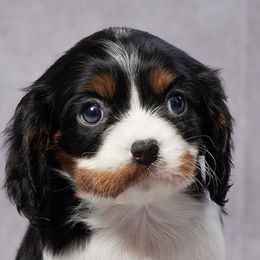 Bernedoodles, Cavalier King Charles Spaniels, Cavapoos, and Poodles from Grandeur Valley Puppies