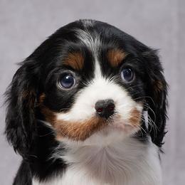 Bernedoodles, Cavalier King Charles Spaniels, Cavapoos, and Poodles from Grandeur Valley Puppies