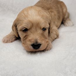 Goldendoodle Puppies from Lake Village Doodles