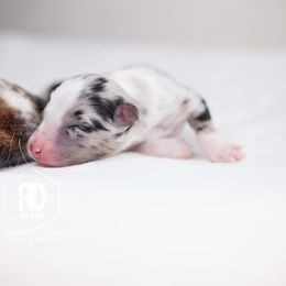 Australian Shepherd Puppies from RD Ranch