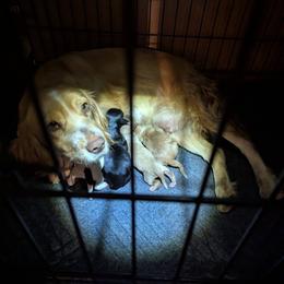 Working home needed - Golden male English Cocker Spaniel puppy in Phillips, Nebraska from Fenloch Gundogs
