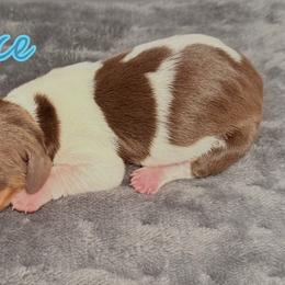 Dachshund Puppies from Drift & Dash Dachshunds