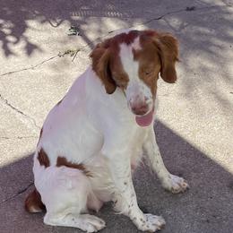 Miss Charlotte - Brittany