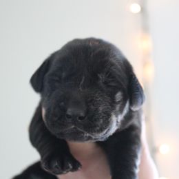 Golden Retriever and Labrador Retriever Puppies from Trenlock Kennels
