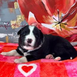 Sally - Black and white male Border Collie puppy in Hartsville, South Carolina from Wiggles 4 Life