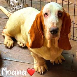 Moana - Basset Hound