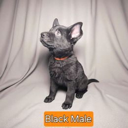 Boy 3 - Black male German Shepherd puppy in Altoona, Florida from Blue Line Shepherds